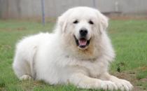 大白熊犬如何喂养？大白熊犬怎样训练？