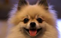 博美狗狗多少钱一条？博美犬怎么训练？