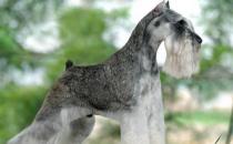 雪纳瑞多少钱一条？雪纳瑞怎么喂？