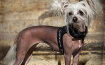 中国冠毛犬的特征-中国冠毛犬喂养方法