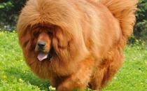 高加索犬是什么品种？高加索犬怎么养？