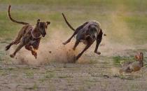 格力犬多少钱能买到？格力犬如何喂养？