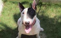 梗犬是什么样的？梗犬怎么养？