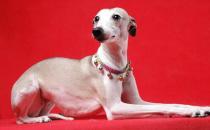 惠比特犬是什么？惠比特犬怎么养？