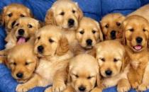 金毛多少钱一条？金毛犬如何喂养？