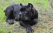 卡斯罗犬多少钱一条？卡斯罗犬怎样训练？