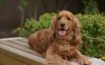 可卡犬多少钱一条？可卡犬怎么训练？