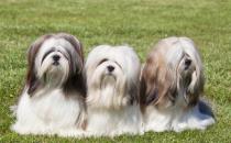 拉萨犬是什么？拉萨犬多少钱能买？