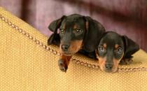 腊肠犬如何喂养？腊肠犬多少钱？