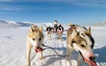 罗威纳犬多少钱一只？罗威纳犬如何喂养？