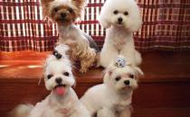 马尔济斯犬如何喂养？马尔济斯犬怎样训练？