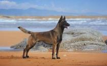 马犬多少钱一条？马犬如何喂养？