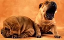 沙皮狗多少钱一只？沙皮犬怎样训练？