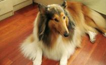 苏牧是什么狗？苏牧好养吗？