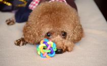 泰迪怎么养？泰迪多少钱能买到？