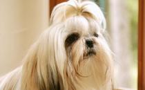 西施犬如何喂养？西施犬多少钱？