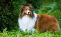 喜乐蒂牧羊犬怎样训练？喜乐蒂牧羊犬的简介