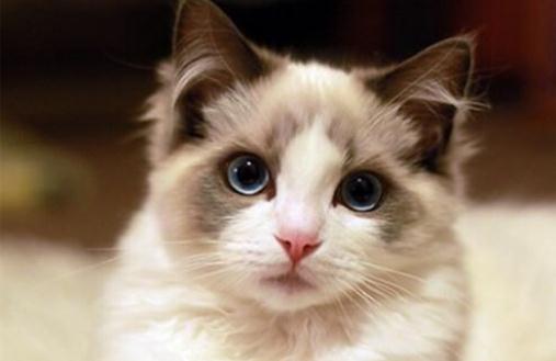 布偶猫多少钱一只？布偶猫怎么养？