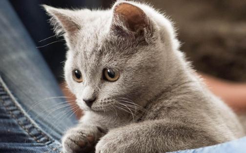 卡尔特猫的简介-卡尔特猫多少钱一只？