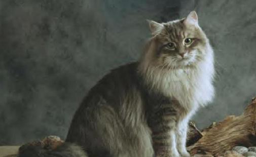 西伯利亚森林猫的生活习性是什么？