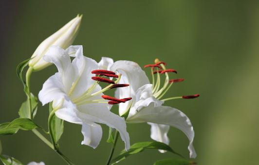 百合花的象征意义-百合花的养殖技巧（百合花的象征意义以及花的花语） 植物百科