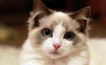布偶猫多少钱一只？布偶猫怎么养？