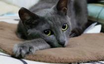俄罗斯蓝猫的简介-俄罗斯蓝猫的生活习性