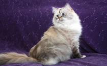 褴褛猫是什么猫？褴褛猫的生活习性