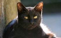 孟买猫是什么？孟买猫多少钱一只？