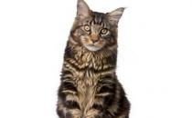 缅因猫怎么养？缅因猫的生活习性