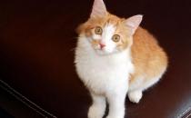 土耳其安哥拉猫的生活习性是什么？