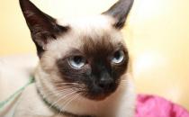 暹罗猫的生活习性-暹罗猫多少钱一只？