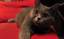 英国短毛猫的简介-英国短毛猫怎么养？