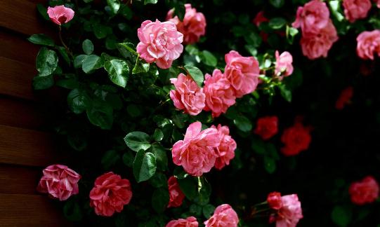 蔷薇的介绍-蔷薇对家居环境的影响