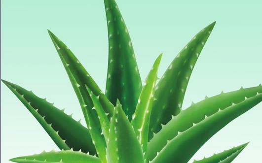 冬季排毒效果超好的6种食品