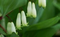 养阴的中药材玉竹 玉竹怎么做有食疗作用呢