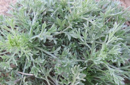 茵陈泡水喝的功效