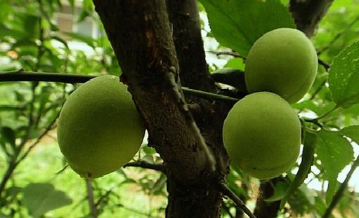 梅子有什么营养价值与食疗作用