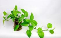 白领一族必备的“健康三宝”