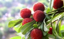 饮食养生常识 糖尿病患者可以吃杨梅吗