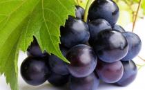 女性补血吃什么好？冬季补血食物推荐