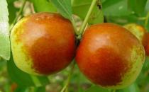 甜枣购买要决：一看二摸三要尝