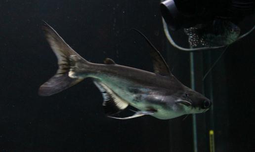 成吉思汗鱼的寿命-成吉思汗鱼的品种介绍