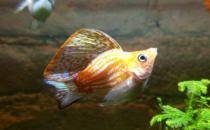 玛丽鱼的品种介绍-玛丽鱼怎么样？