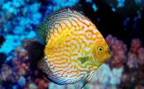 七彩神仙鱼的基本介绍-七彩神仙鱼的品种