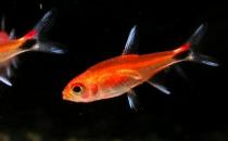 灯鱼的品种介绍-灯鱼怎么样？