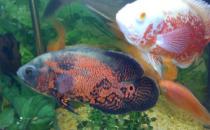 地图鱼有哪些品种？地图鱼怎么样？