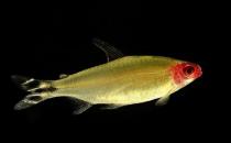 红鼻剪刀怎么样？红鼻剪刀是什么鱼？