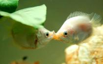 接吻鱼怎么样？接吻鱼是什么？