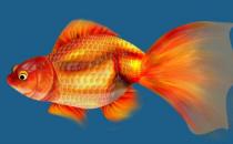 金鱼的种类-金鱼的养护技巧